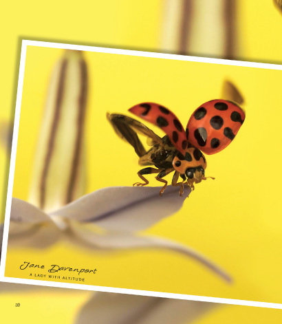 Jane Davenport Ladybird Ladybird bok marihøne kunst