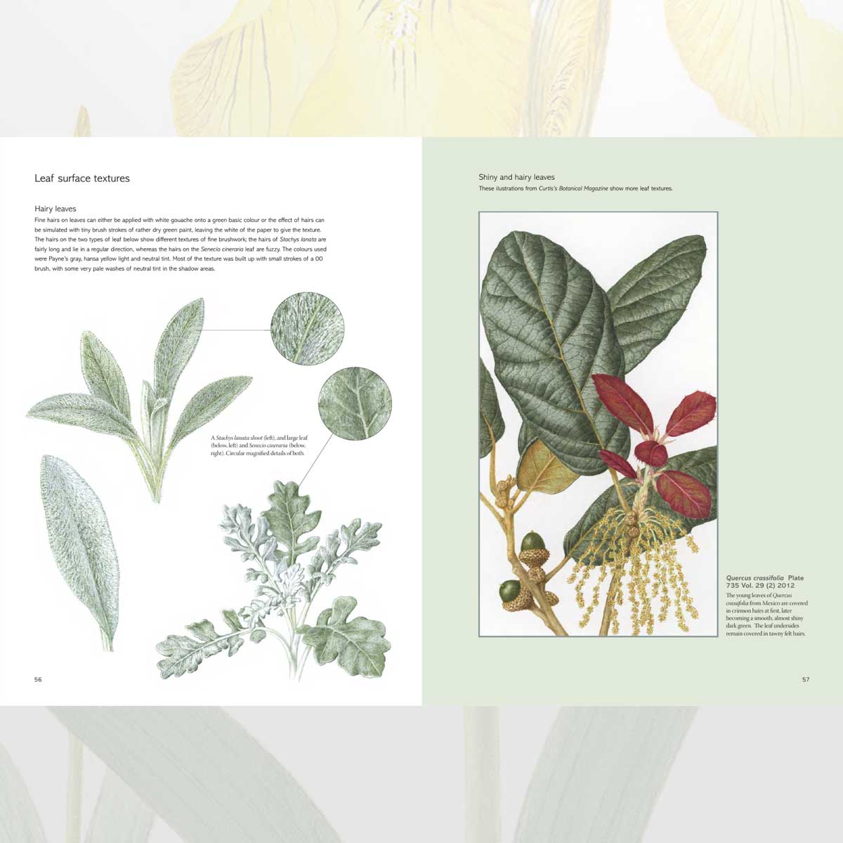 The Kew Book of Botanical Illustration bok innbundet
